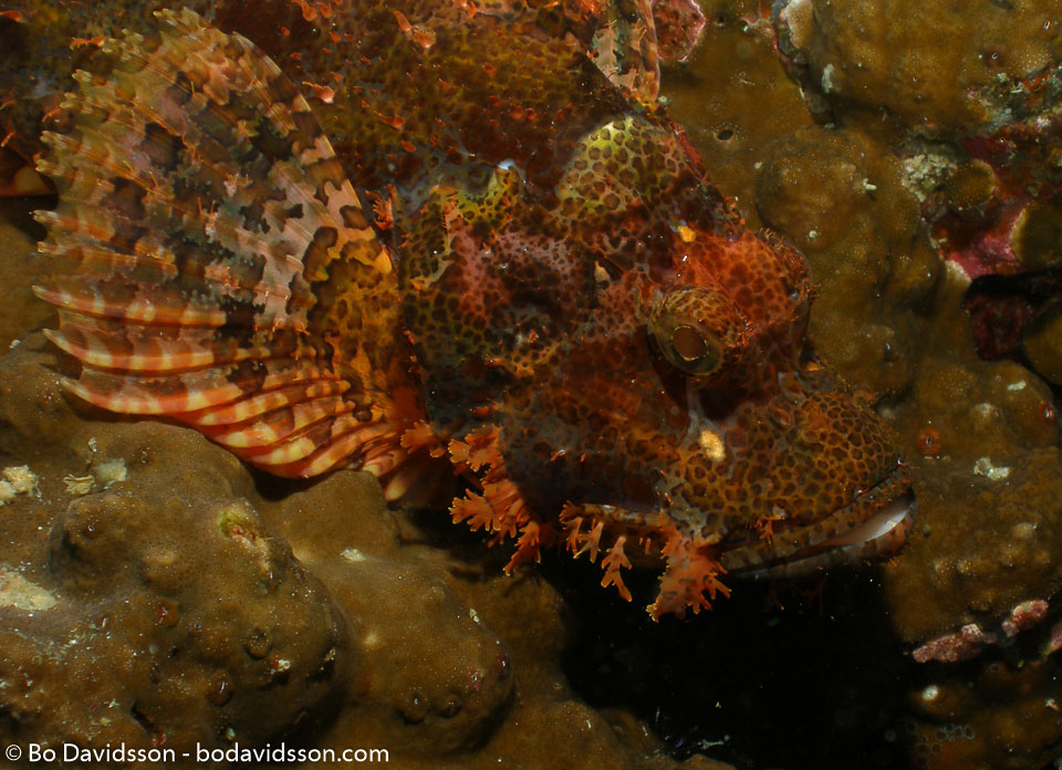 BD-060407-Moalboal--Scorpaenopsis-oxycephala-(Bleeker.-1849)-[Caledonian-devilfish].jpg